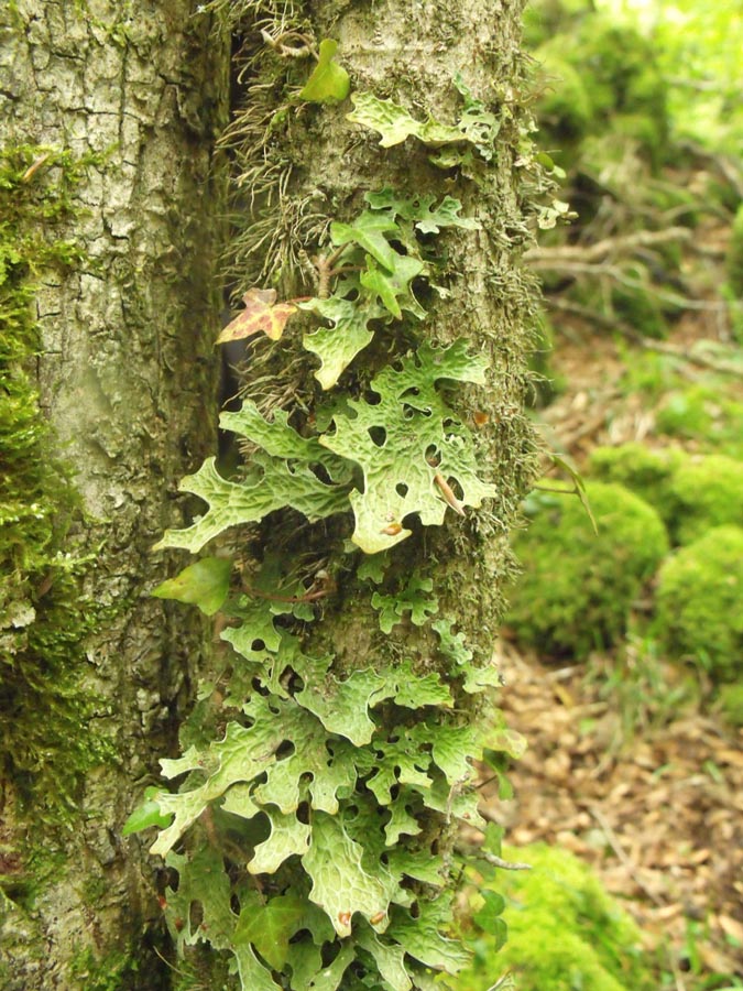 Lichene foglioso stranissimo